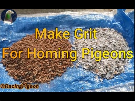 Make Grit For Homing Pigeons YouTube