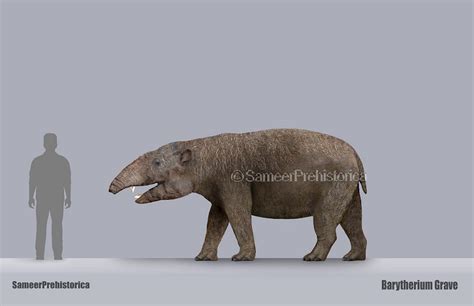 Barytherium Size by SameerPrehistorica on DeviantArt