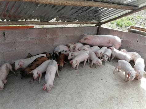 24 X Large Whitelandrace Piglets For Sale