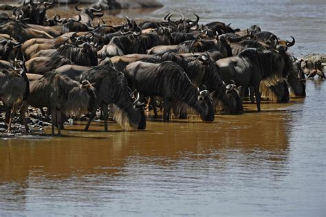 Annual Great Wildebeest Migration In Kenya