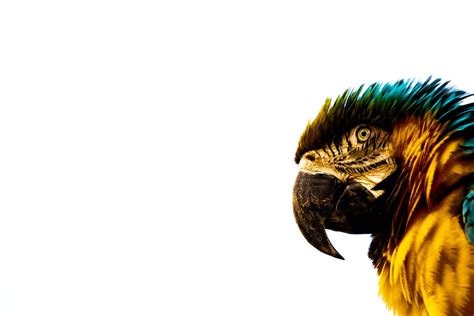 Blue-and-yellow Macaw · Free Stock Photo