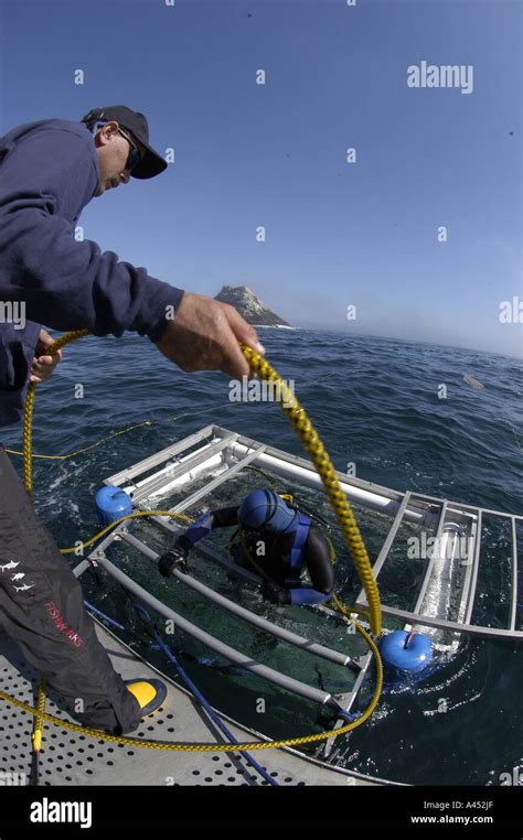 Shark cage Great white shark diving destination Farallon Islands San Francisco Bay California ...