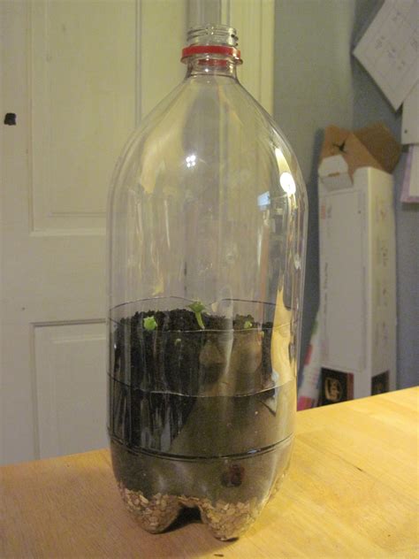 Beyondbaffled Diy Soda Bottle Terrarium