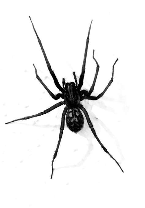 giant house spider uk - Louetta Mueller