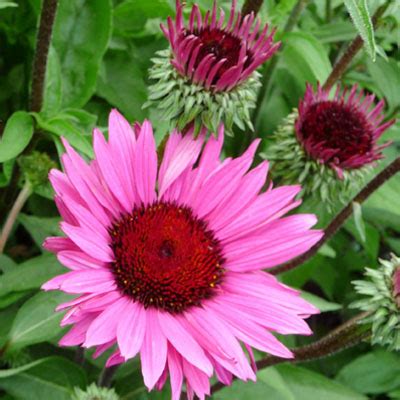 Echinacea Purpurea Fatal Attraction Phoenix Perennials