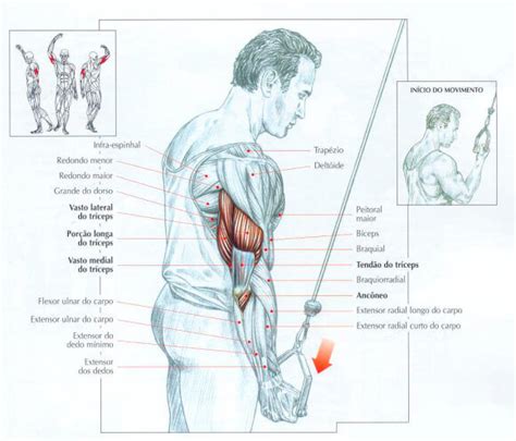 Triceps Pulley Como Fazer M Sculos Trabalhados E Para Que Serve