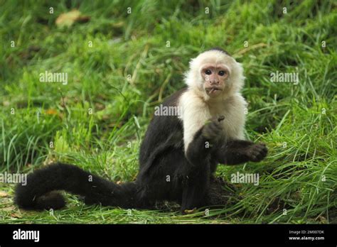 White Headed Capuchin Cebus Capucinus Ground Sitting Capuchin