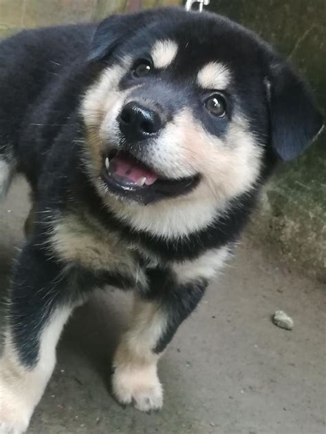 被人遺忘的國犬 中華田園犬 每日頭條