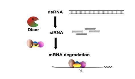 1. Major steps in the RNAi process. The initial stage is marked by the ...