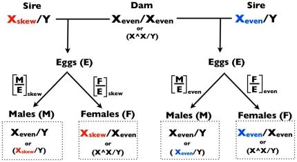 The Transmission Of Sex Chromosomes When Xskew Y And Xeven Y Sires Are