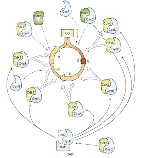 51 Roles Played By Different Cdk Cyclin Complexes In Mammalian Cell Download Scientific