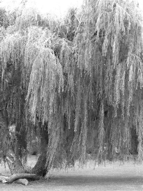 White Weeping Willow Tree
