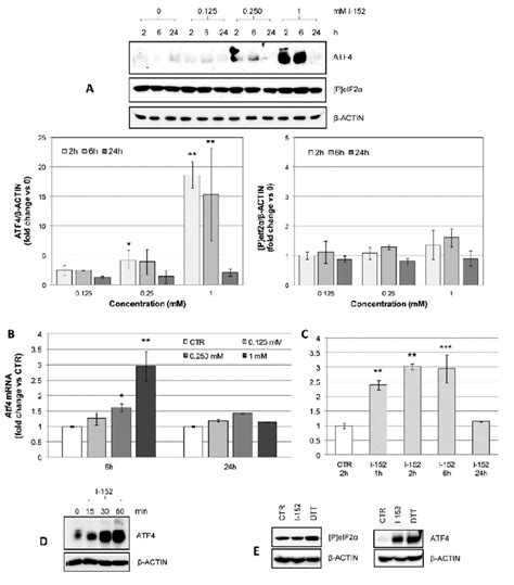 Activating Transcription Factor 4 Atf4 Transcriptional Activation And