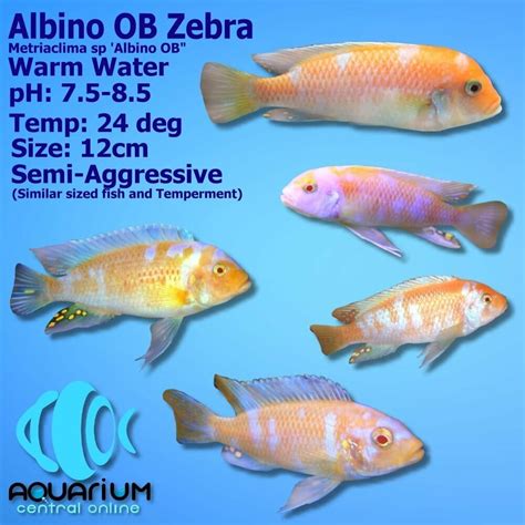 Albino Red Zebra Cichlid