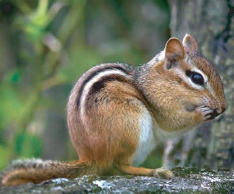 Eastern Chipmunk Naturerules1 Wiki Fandom