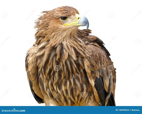 Young Brown Eagle Stock Photo Image Of Animal Brown 16094034