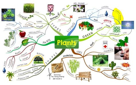 Plants Mind Map Artofit