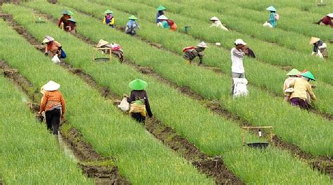 Tingkatkan Kualitas Produksi Pertanian Dinas Perkebunan Kaltim Lakukan Pendampingan Pada