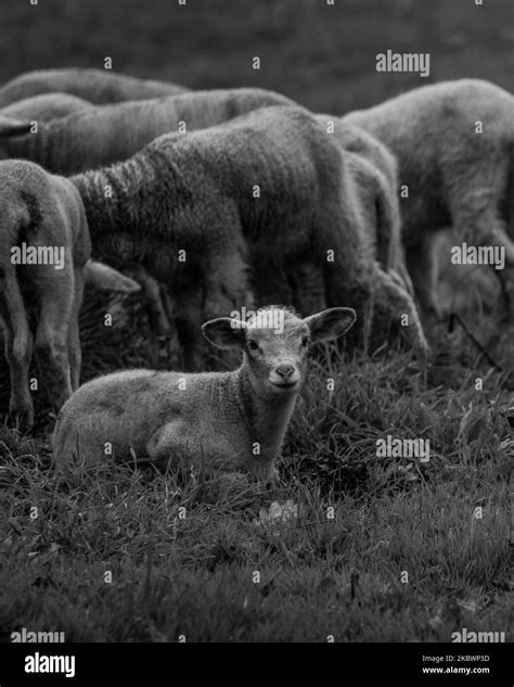 A Vertical Grayscale Of A Lamb Sitting On The Grass With The Background