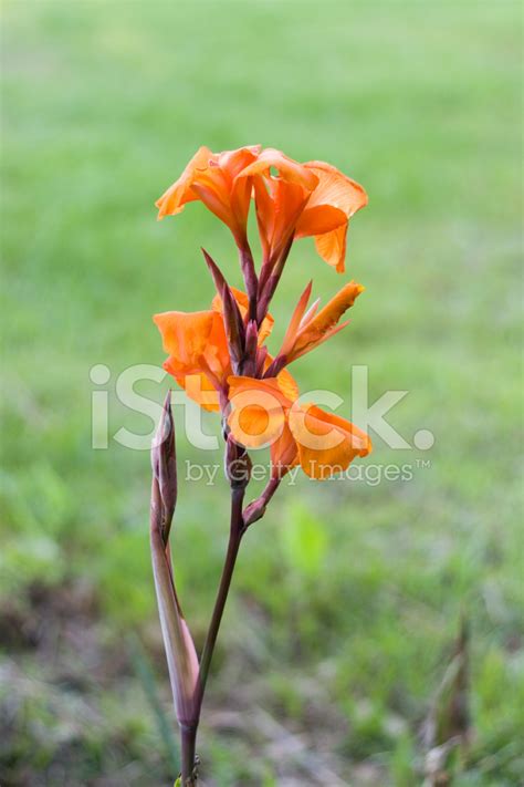 Orange Canna Lily Stock Photo | Royalty-Free | FreeImages