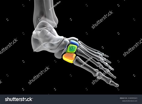 cuneiform bones foot human foot anatomy stock illustration