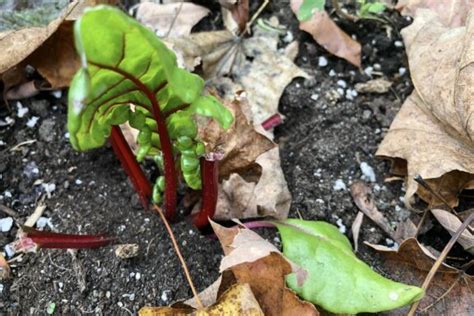 Gemüse für den Schatten Unsere Top 10 Übersicht Plantura