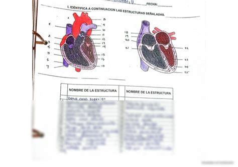 SOLUTION Sistema Cardiovascular Studypool