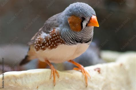 Finch bird Stock Photo | Adobe Stock