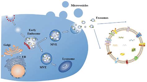 Biogenesis Of Extracellular Vesicles And Exosomes Microvesicles Bud