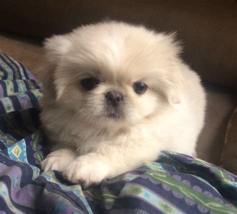 Pekingese – Puppies from PA