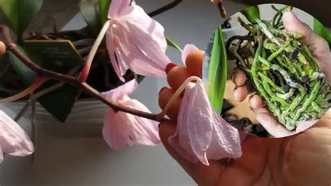 Oltre A Controllare Le Radici Consigli Per Far Rivivere Un Orchidea