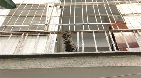 Hayvansever Kad N N Duyarl L Polisi Ve Tfaiyeyi Alarma Ge Irdi