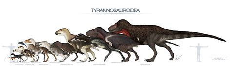 "Tyrannosauroid Dinosaurs Size" Posters by SerpenIllus | Redbubble