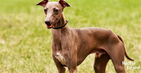 Petit lévrier italien Le chien le plus câlin du monde