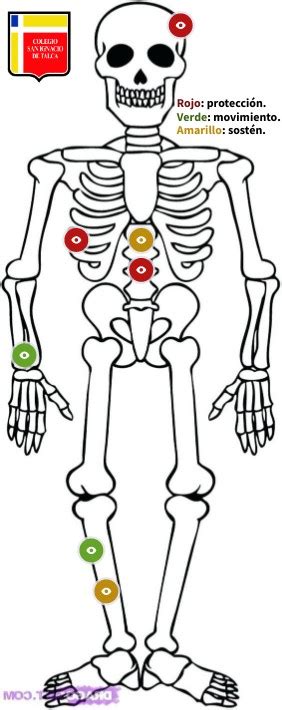 Funciones Sistema Esquelético