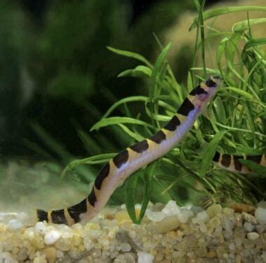 Kuhli Loach 101: Care, Tank Size, Breeding, And Tank Mates