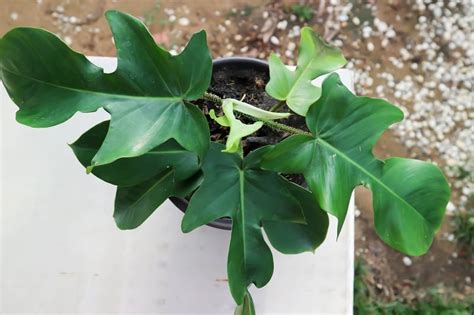 Philodendron Pedatum