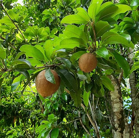 Buy Mamey Sapote Fruit Trees Online | Eureka Farms