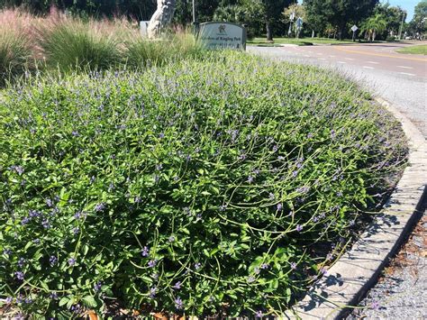 Tropical Sage Salvia Coccinea — Florida Native Plants Nursery