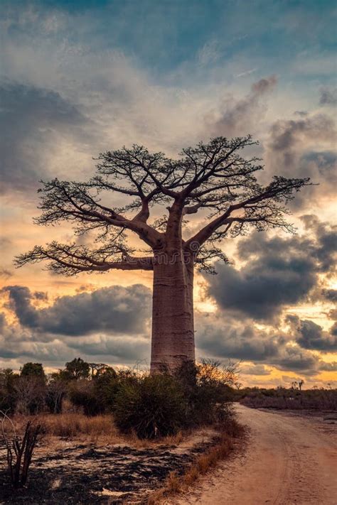 Baobab Trees Against Sunset On The Road To Kivalo Village Madagascar