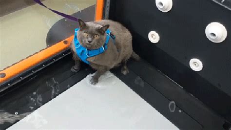 Obese Cat Cinderblock Really Cannot Be Bothered With Vets Treadmill