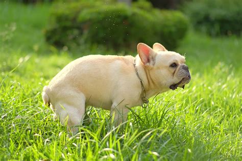 Green Dog Poop Causes Meaning And Treatments With Faqs