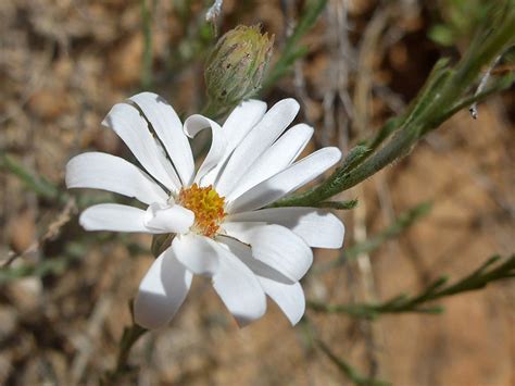 White Rays Photos Of Chaetopappa Ericoides Asteraceae