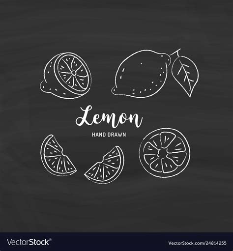 Lemon Fruit Drawing Sketch Lemons With Chalk Vector Image