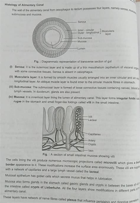 Histology Of Alimentary Canal The Wall Of The Alimentary Canal From Oesop