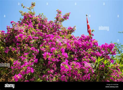 Oleander Rose Bay Flower Nerium Oleander L Stock Photo Alamy
