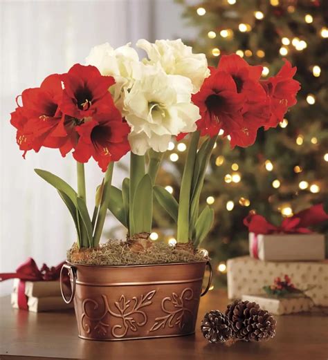 Amaryllis im Glas für Weihnachten dekorieren So einfach gehts