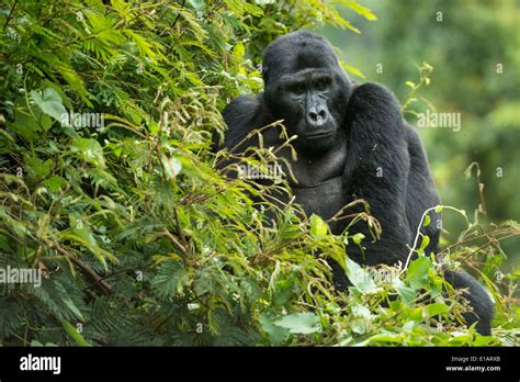 Mountain Gorilla Gorilla Beringei Beringei Male Bwindi Impenetrable