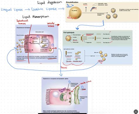 Lipid Digestion And Absorption Diagram Quizlet