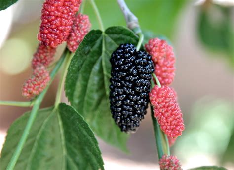 Free Mulberry Mulberry Images Pixabay